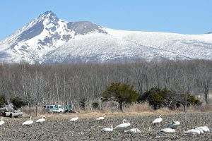 ネイパル森_駒ケ岳と白鳥の群れ
