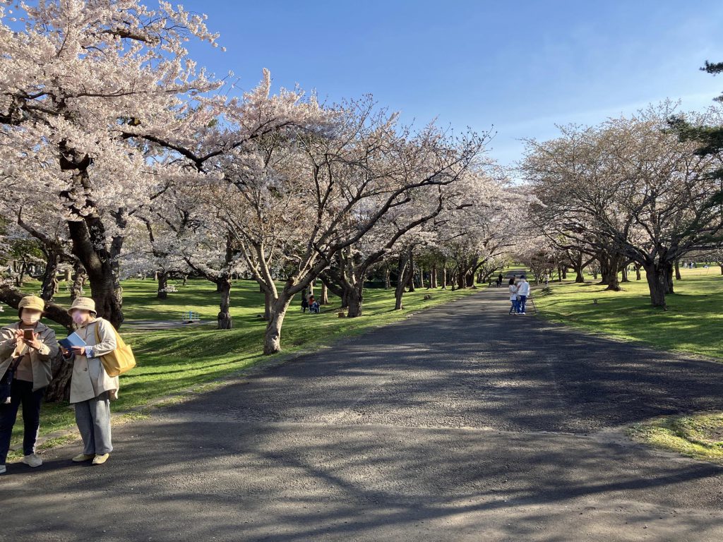 ネイパル森_公園の桜の様子