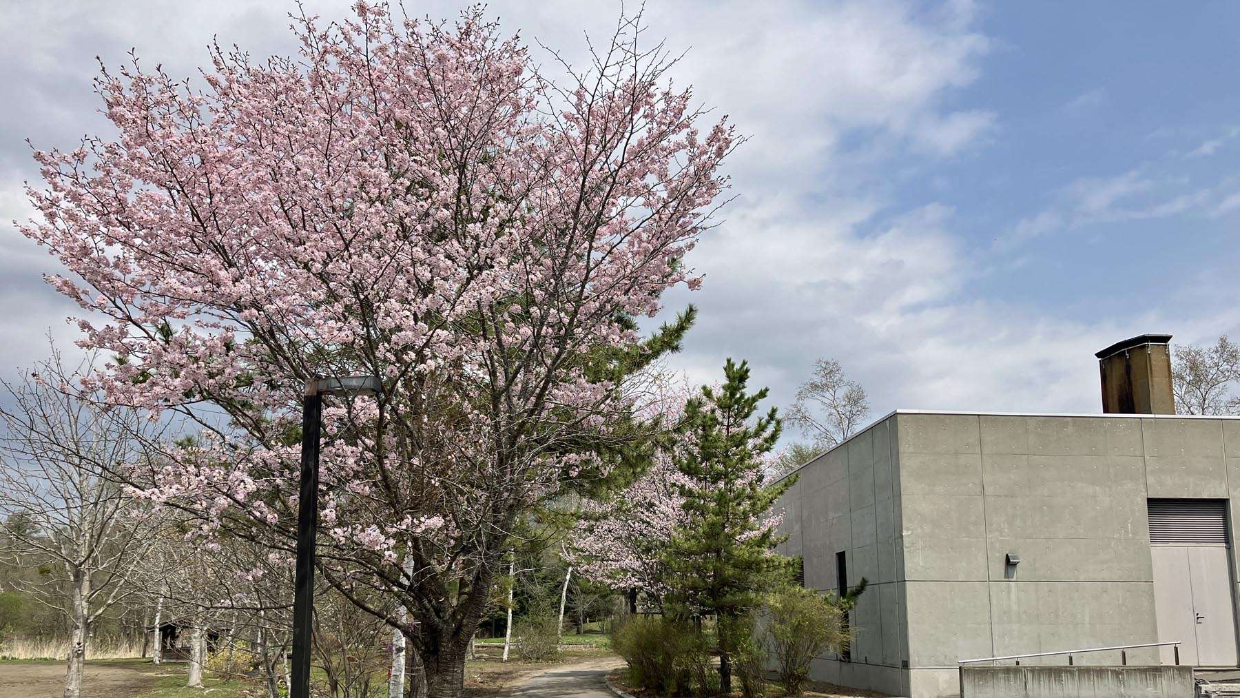 ネイパル森_施設横の桜は満開