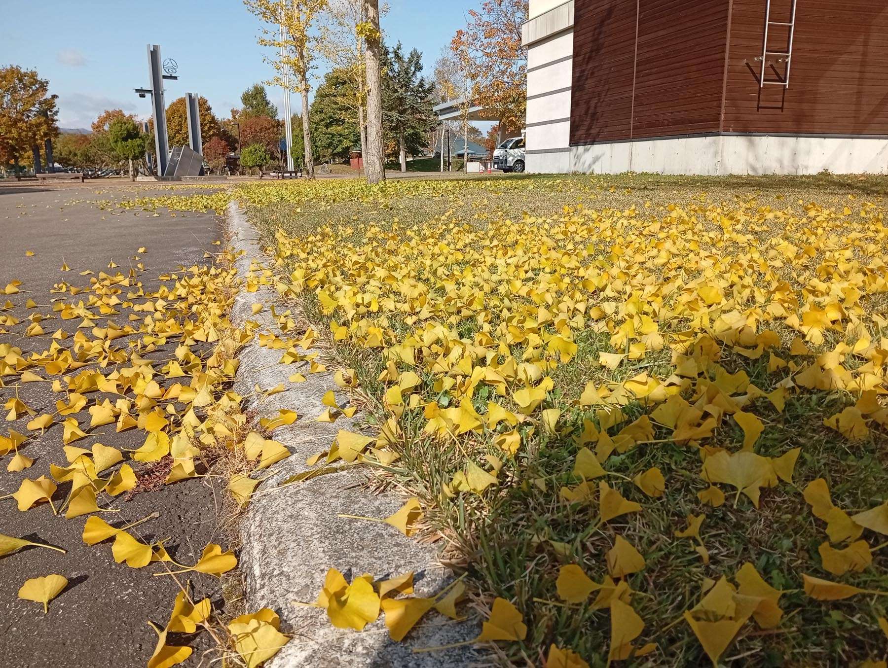 R7イチョウのじゅうたん