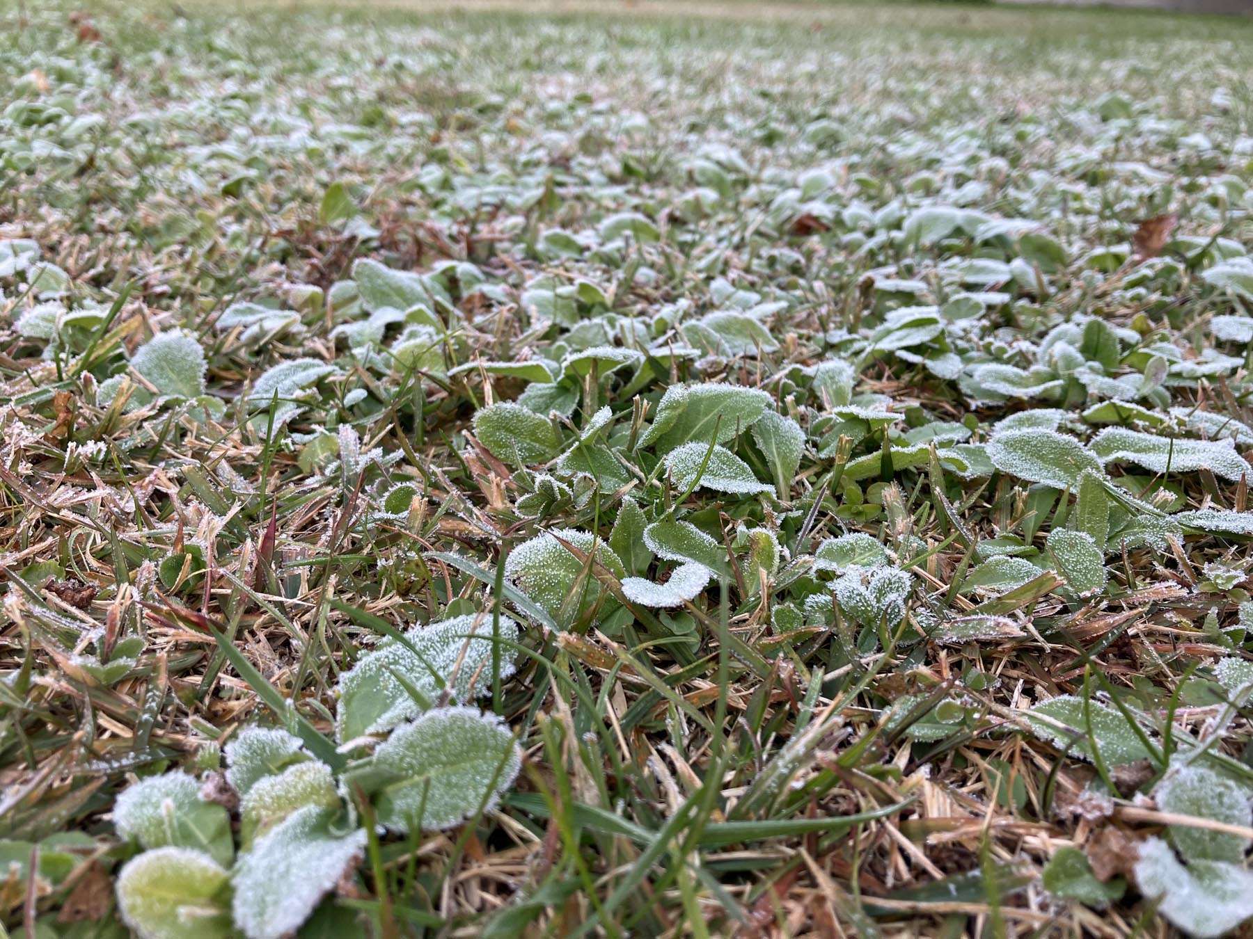 R７年度霜が降りた施設周り